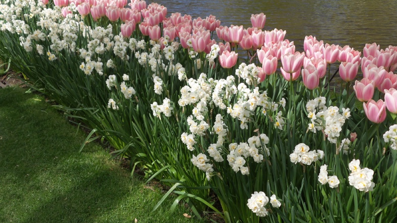 2014-04-17 Holland Tulips 57.jpg